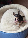 Chiquita