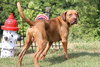 Clifford