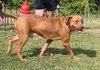 Clifford