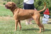 Clifford