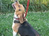 Buddy Beagle