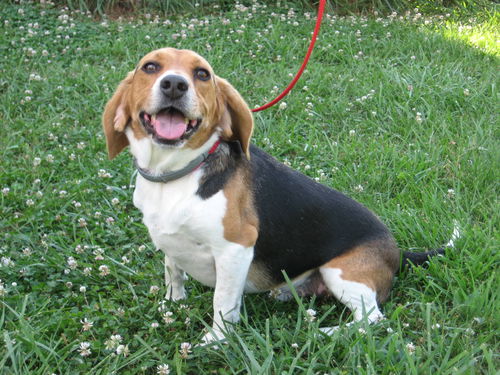 Buddy Beagle