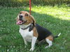 Buddy Beagle