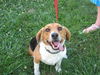 Buddy Beagle