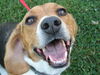 Buddy Beagle