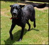 Sweet Shiloh