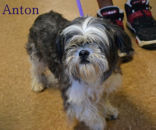 Anton