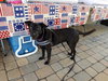 Chloe Lab