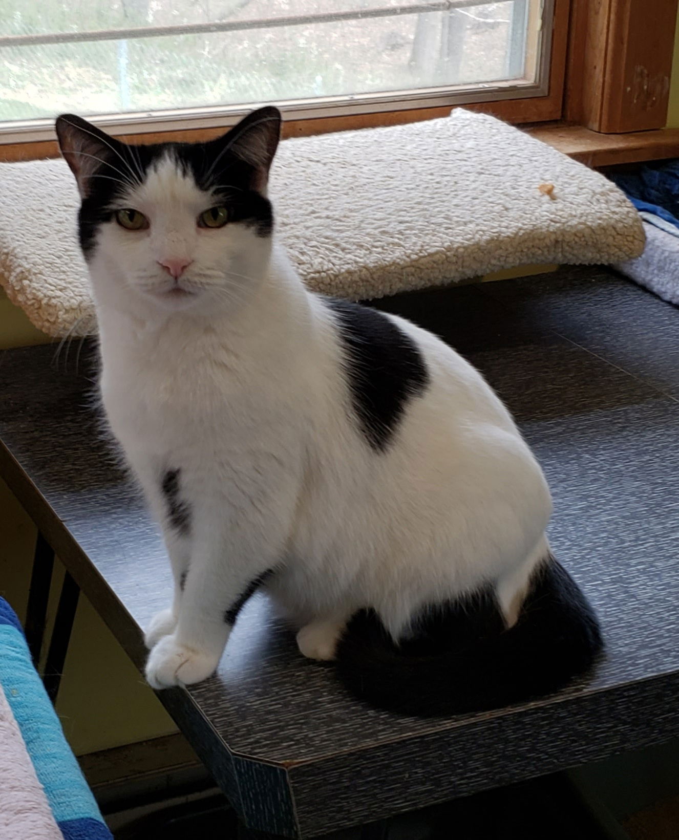 adoptable Cat in Westminster, MD named Tucker