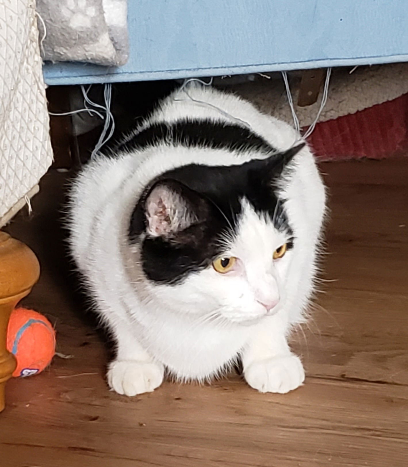 adoptable Cat in Westminster, MD named Tucker