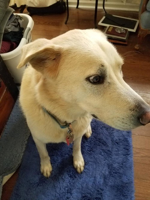 Cooper