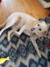 Cooper