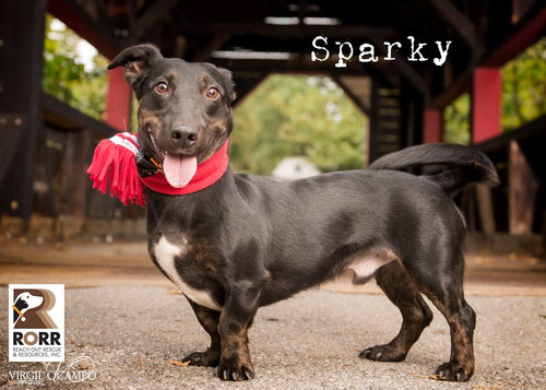 Sparky