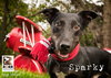 Sparky