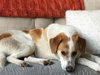 Tobie