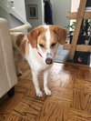 Tobie