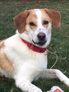 Tobie