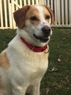 Tobie