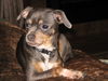 Chelzie