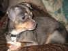 Chelzie