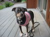 Chelzie
