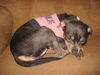 Chelzie