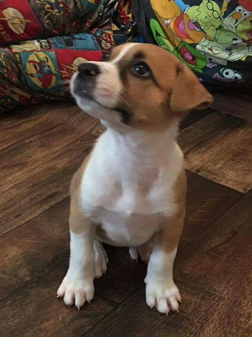 Cookie