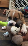 Cookie