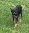 Stella