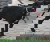 Princess Oreo