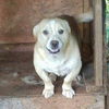 Buster