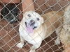 Buster