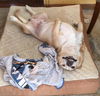 Buster