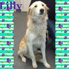 Lilly