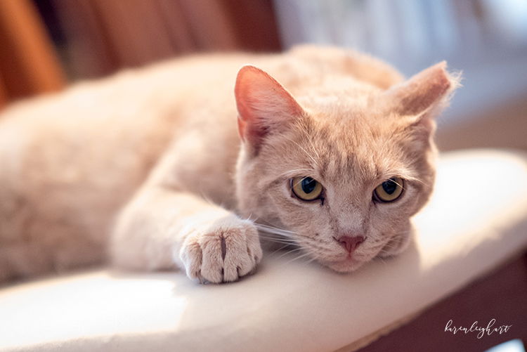 adoptable Cat in Westminster, MD named Sol