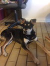 Shiloh