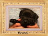 Bruno