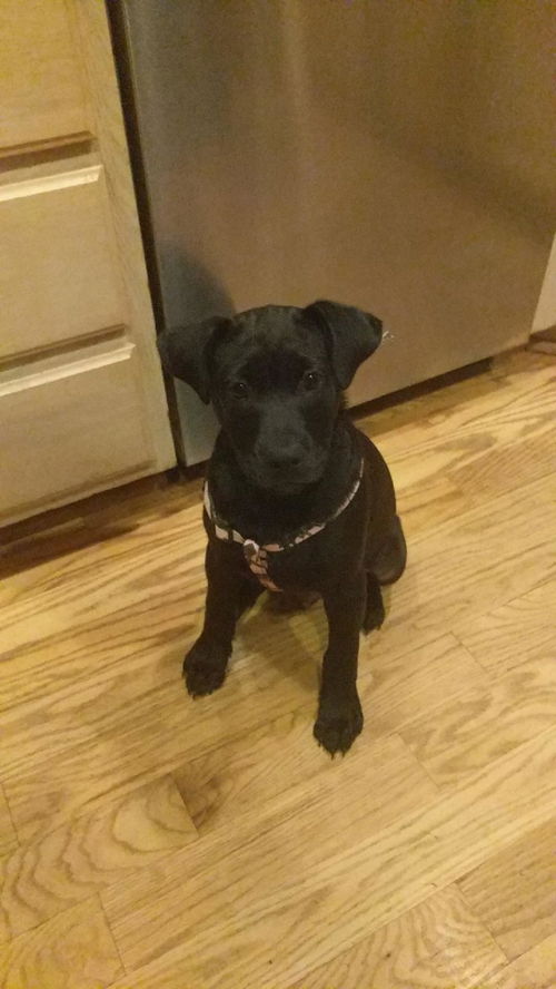 Bruno