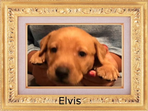 Elvis