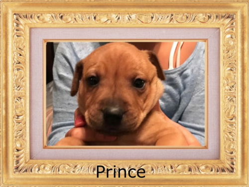 Prince