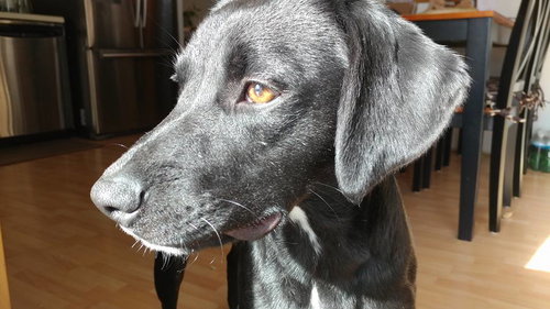Sophia