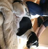Bruno Puppy