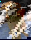 Bruno Puppy