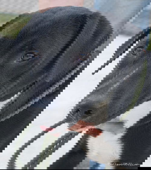 Skipper
