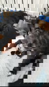 Poe