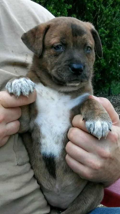 Truffle