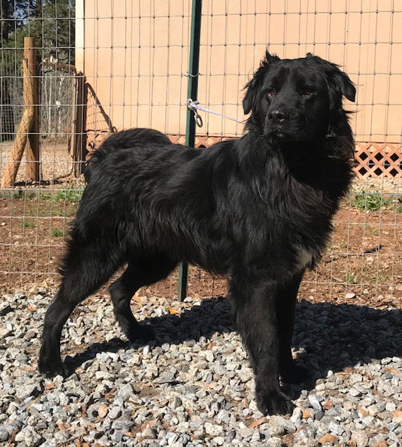 Flat coated shop retriever chow mix