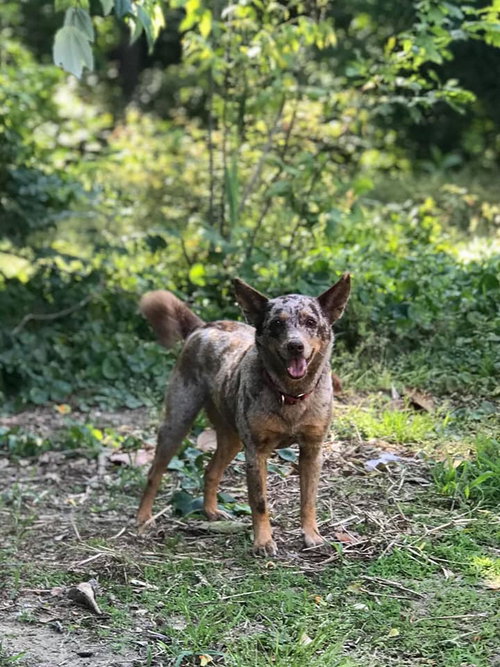 Cocoa