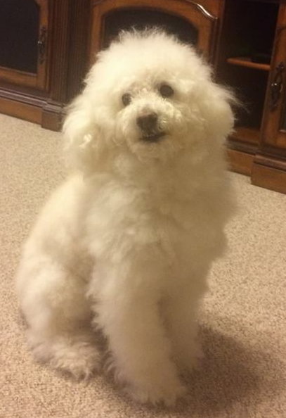Toby