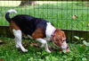 Dolly Beagle